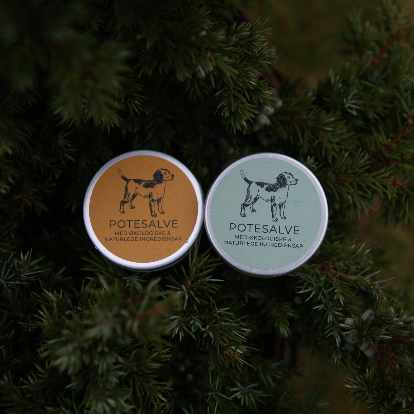 Potesalve til hund – til bruk heile året!