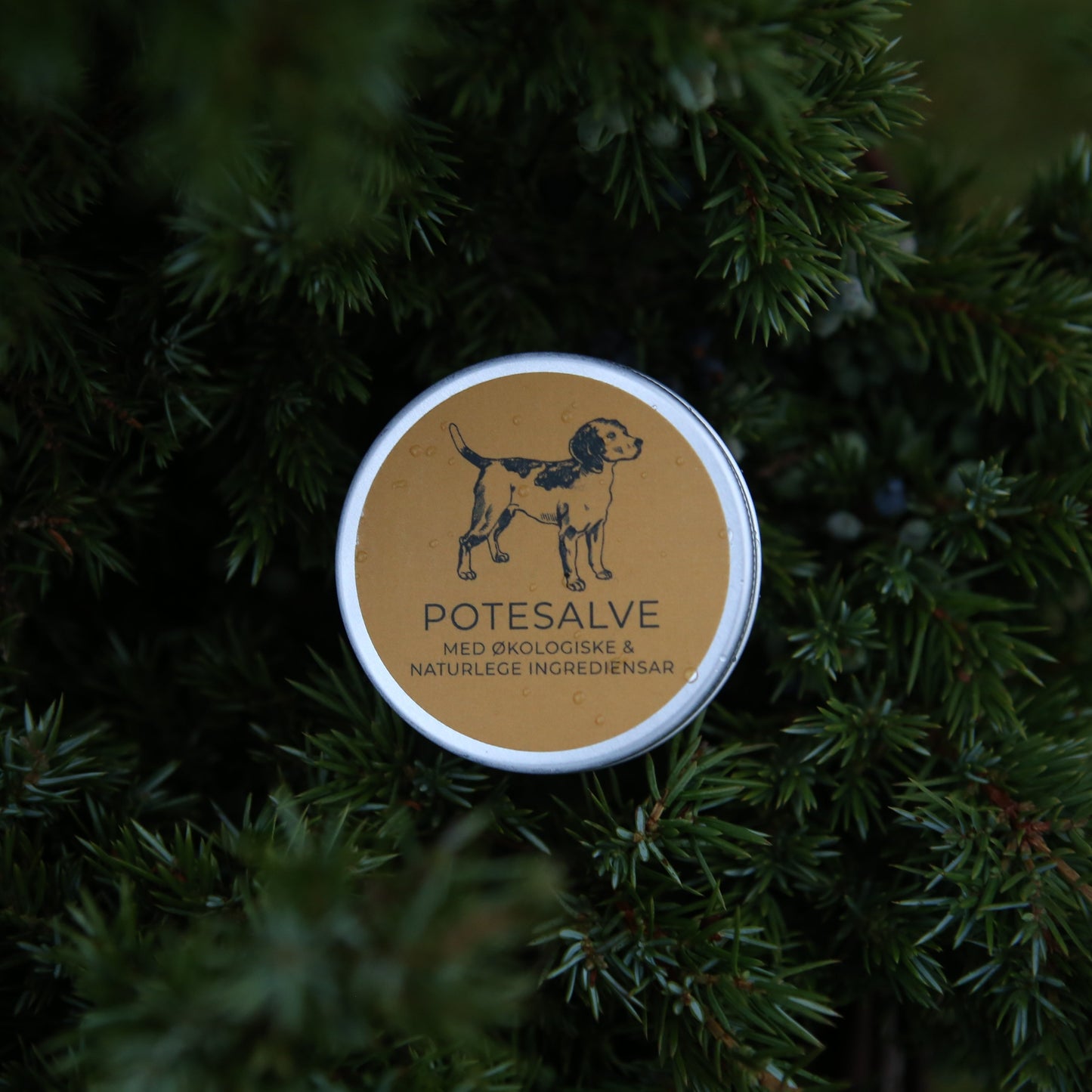 Potesalve til hund – til bruk heile året!